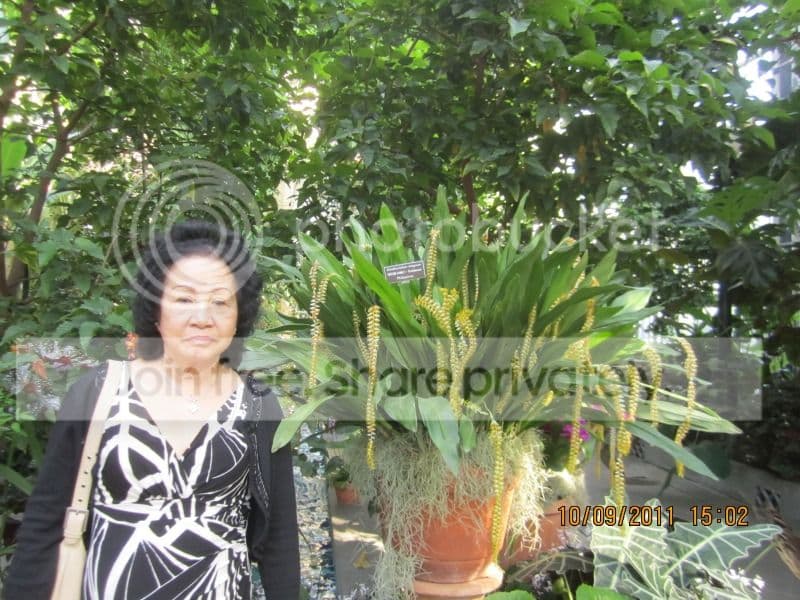 TK054- Vườn Hoa Washington DC