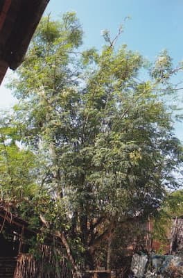 Cây Chùm Ngây