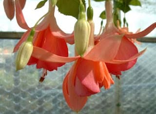 Hoa Lồng Đèn