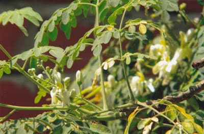 Bông Chùm Ngây
