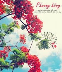 HTKO002- Phượng Hồng ...