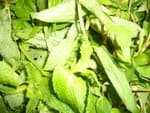 ĐX024- Đường TRẠNG TRÌNH