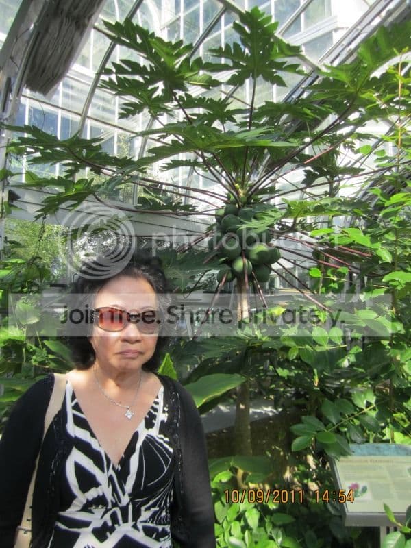 TK055- rong Vườn Thảo Mộc Washington DC