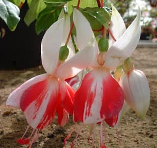 Hoa Lồng Đèn