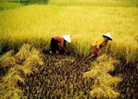 HOT024- Tờ Giấy Xếp