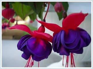 Hoa Lồng Đèn