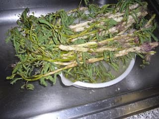 HOT060- Canh Rau Nhúc