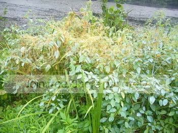 TEU136- Đàng Gái Ra Điều Kiện