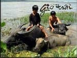 TX031- Giữ Trâu