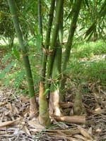 HOT005- Mộng Và Thực
